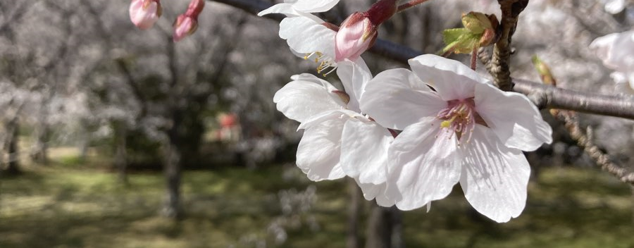 ヨルシカファンサイト